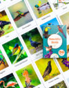 Beautiful-Birds-1-Flash-Cards