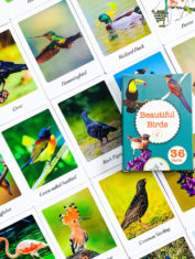 Beautiful-Birds-1-Flash-Cards