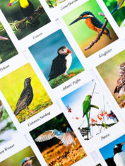 Beautiful-Birds-3-Flash-Cards